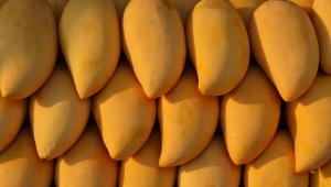 生鲜水果加工设备—芒果篇